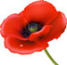 poppy logo
